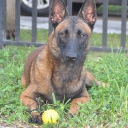 Belgian Malinois and Dutch Shepherd All Grown Up from Allpurposek-9