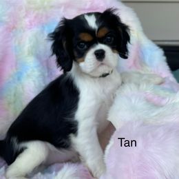 Phoenix - Tri-color Cavalier King Charles Spaniel puppy in Ridgeville, South Carolina from Misty Meadow Cavaliers