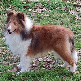 Shetland Sheepdog All Grown Up from mvshelties