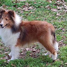 Shetland Sheepdog All Grown Up from mvshelties