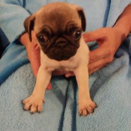 Girl 1 - Fawn female Pug puppy in Gadsden, Alabama from Gadsden Pugs