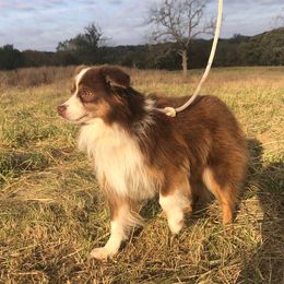 Champ - Miniature Australian Shepherd