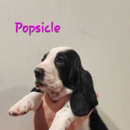Basset Hound Puppies from Twin Creek Acres