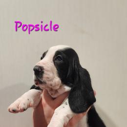 Basset Hound Puppies from Twin Creek Acres