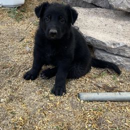 American Eskimo Dog and German Shepherd Puppies from Lone Cone Kennels