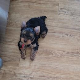 Red collar - Blue and gold male Yorkshire Terrier puppy in Dunedin, Florida from Cantlon Yorkshire Terriers
