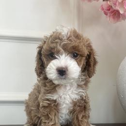 Cavapoos from cavapoo idaho