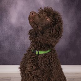Boy 3 - Poodle puppy in Missouri from 7P Services