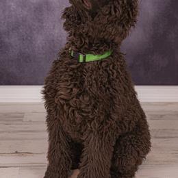 Boy 3 - Poodle puppy in Missouri from 7P Services