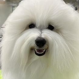 Claude - Coton de Tulear