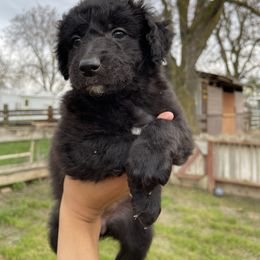 Poodle Puppies from Fluffy Doodle Farms