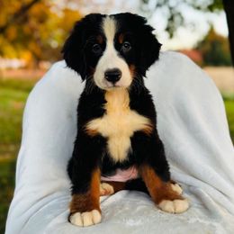 Honey - Black rust and white female Bernese Mountain Dog puppy in Greenwood, Delaware from A&A Greenwood Puppies