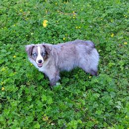 Laces - Australian Shepherd