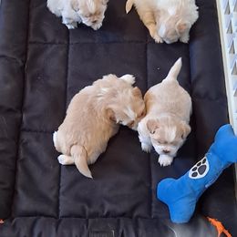 Shih Tzu Puppies from N.F.S.T Imperial ShihTzu Puppies.