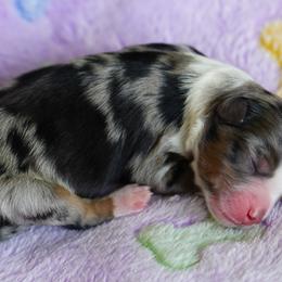 Doughnut - Blue merle male Miniature Australian Shepherd puppy in Chesapeake, Virginia from Beaver Dam Mini Aussies