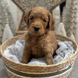 Pigpen (Teal Collar) - Red  male Goldendoodle puppy in Bay City, Texas from Charming Doods
