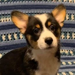 Pembroke Welsh Corgis from Bejay’s Corgis