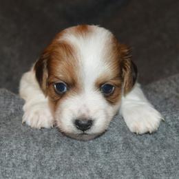 Dachshund puppies from Mindy's Mini Dachshunds