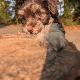 Rocket - Chocolate male Havanese puppy in Trinity, Alabama from Tooties Cuties Havanese