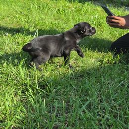 Black girl long white stripe with cross - Brindle female Mastiff puppy in Racine, Wisconsin from FrontlineK9 Boarding & Training LLC