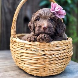 Mesa - Chocolate female Goldendoodle puppy in Centreville, Mississippi from Trin's Designer Doodles