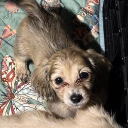 Olive - Cream female Dachshund puppy in Crestview, Florida from Neverending Dachies
