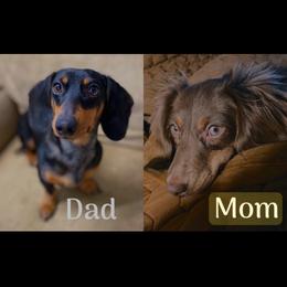 Dachshund puppies from Natural State Dachshunds