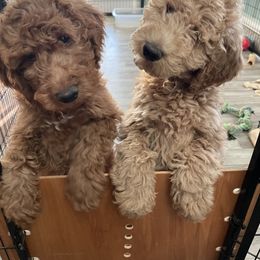Goldendoodle Puppies from FurEver Friends Doodles