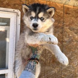 Girl 1 - Sable and white female Siberian Husky puppy in Iron River, Wisconsin from Wiemeri Siberians