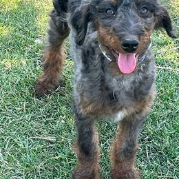 Ally - Merle female Bernedoodle puppy in Caldwell, Idaho from Treasure Valley Poodles