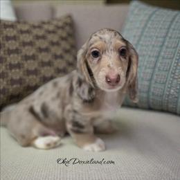 Spot - Chocolate and cream male Dachshund puppy in Oklahoma City, Oklahoma from OkieDoxieland Dachshunds