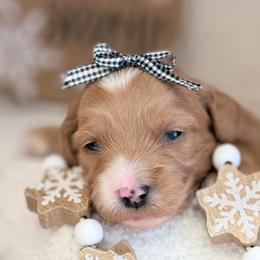 Taylor - Red  female Goldendoodle puppy in Boise, Idaho from Goldendoodle Baby