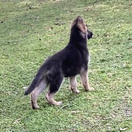 German Shepherd Puppies from Vom Furstenhund