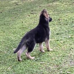 German Shepherd Puppies from Vom Furstenhund