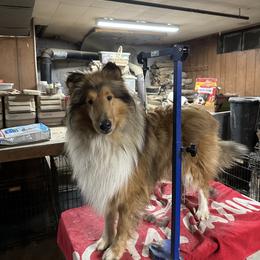 Collie, English Setter, and Shetland Sheepdog All Grown Up from Cove Run Kennels
