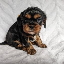 Cavalier King Charles Spaniel Puppies from Charleston Cavaliers