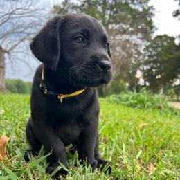 Male 6 Black - Yellow Collar - Black male Labrador Retriever puppy in Beaverdam, Virginia from Gold Heart Labradors