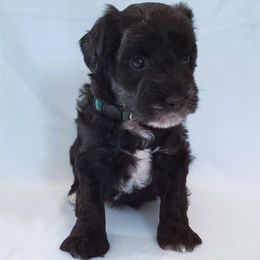 Miniature Schnauzer Puppies from Great Basin Miniature Schnauzers