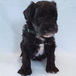 Miniature Schnauzer Puppies from Great Basin Miniature Schnauzers