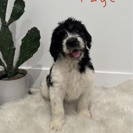 Norabel Fae - Black and white female Saint Berdoodle puppy in Mesa, Arizona from Desert Bohunk Doodles and Branded Bullies