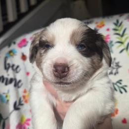 Glacier - Red merle male Miniature Australian Shepherd puppy in Danville, Indiana from Wingler Acres Mini Aussies