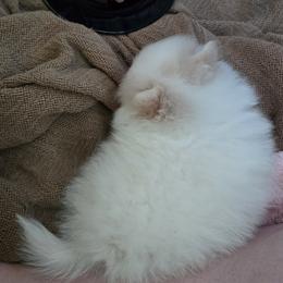 AKC light blue collar boy - Cream parti male Pomeranian puppy in Lake City, Florida from Tiny treasures