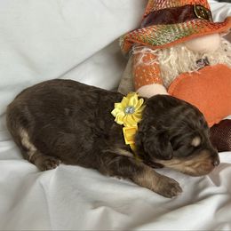 Snuggles - Red female Miniature Australian Shepherd puppy in Edgar Springs, Missouri from Scott’s Aussies LLC