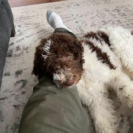 Bernedoodle and Goldendoodle All Grown Up from A.N.A. Doodles