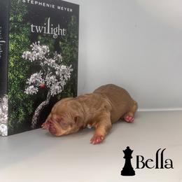 Bella - Chocolate tri-color female American Bully puppy in Cocoa, Florida from Squash Blossom Bullies