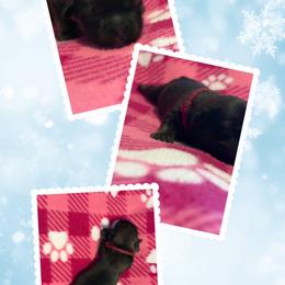 Mary - Charcoal female Lhasa Apso puppy in Cincinnati, Ohio from Shangri-La Lhasa Apsos