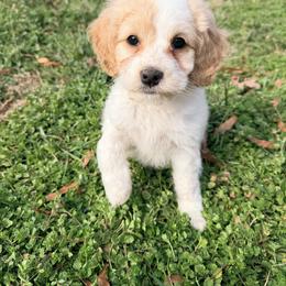 Gomez - with training - Buff and white male Cockapoo puppy in Boonville, North Carolina from Doods & Dolls