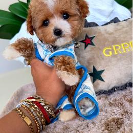BEAR - Apricot male Maltipoo puppy in Sugar Land, Texas from Celebrity Maltipoos