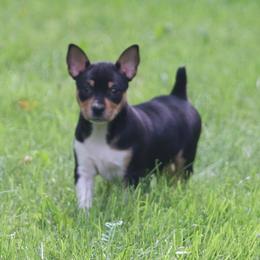 Biolet - Black white and tan female Rat Terrier puppy in Fairport, New York from Walnut Acre Decker Terrier and ODT