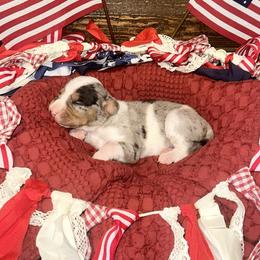 Malin - White merle female Catahoula Leopard Dog puppy in Slaton, Texas from M5 Catahoulas